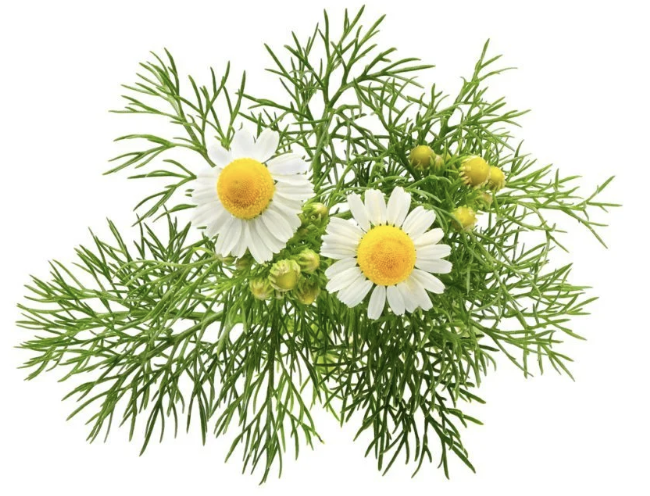 Chamomile