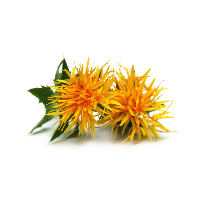 Safflower