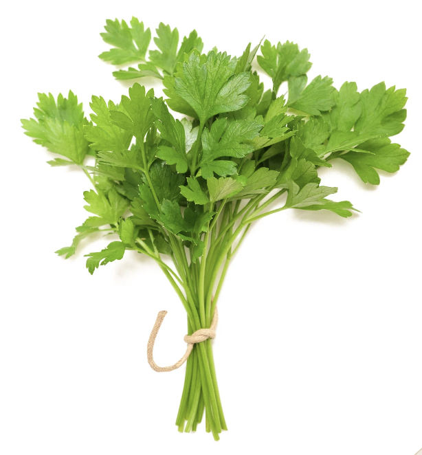 Coriander