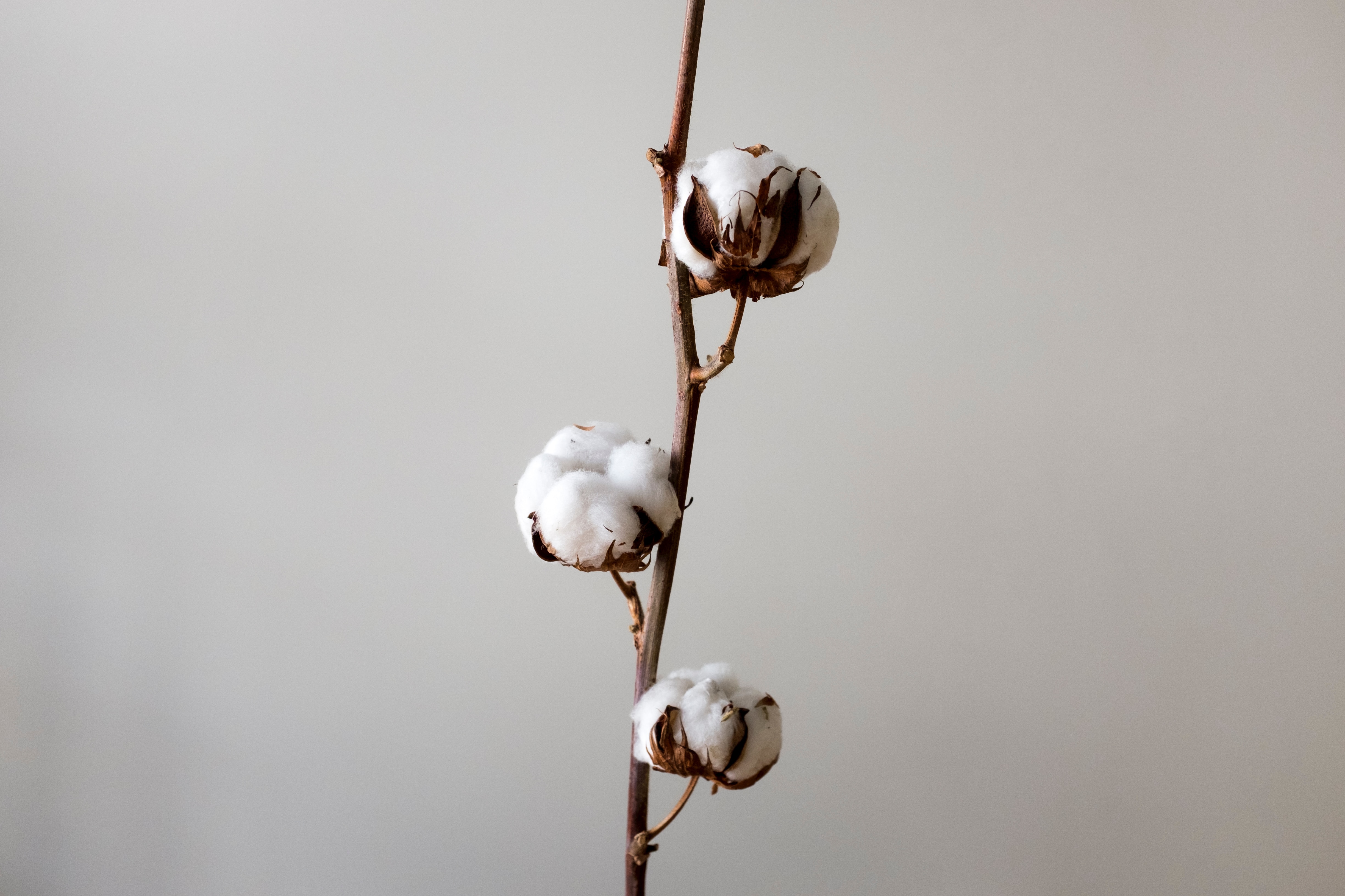 Cotton