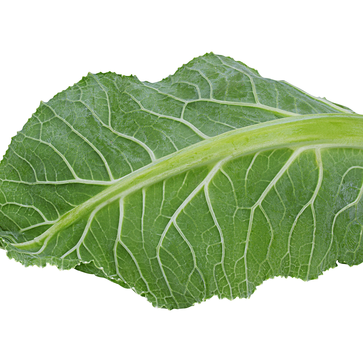 Wild Cabbage