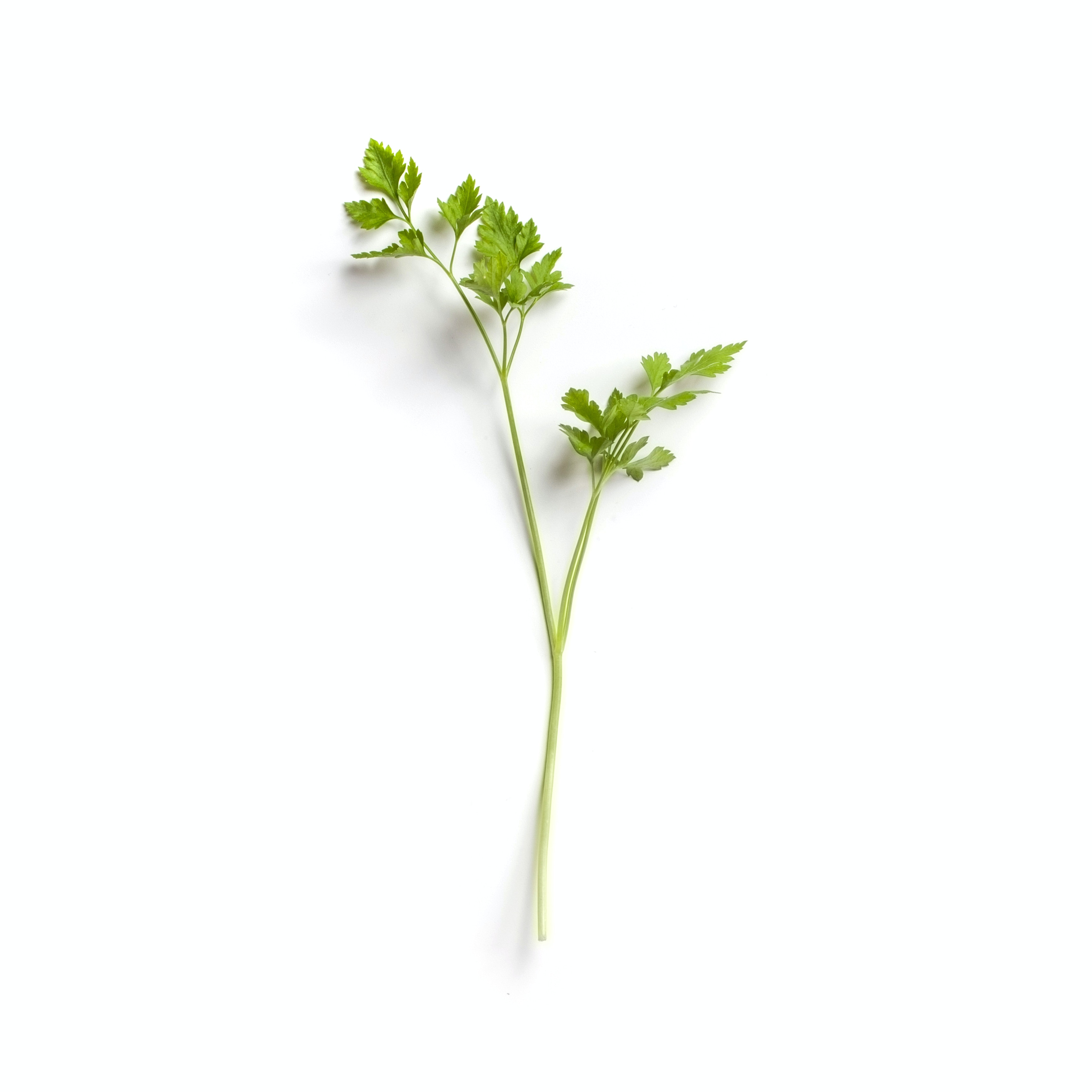 Parsley